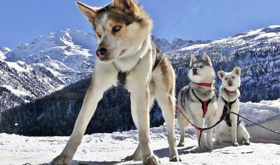 Husky village