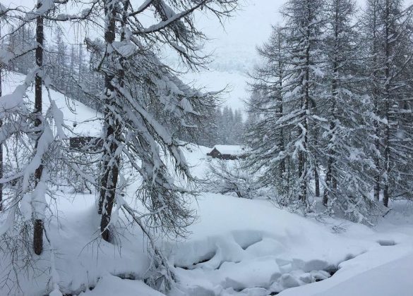 La Calcheria Livigno forrest