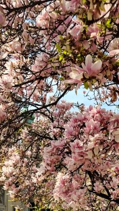 Magnolia blooming