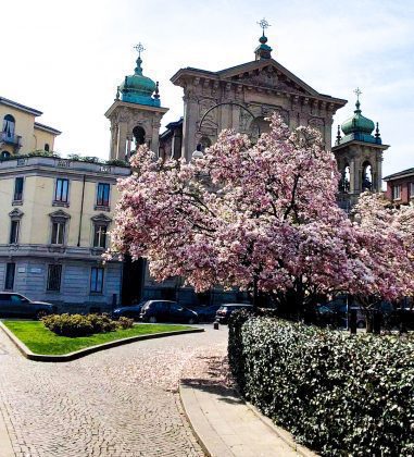 Magnolia blooming Tommaseo Square