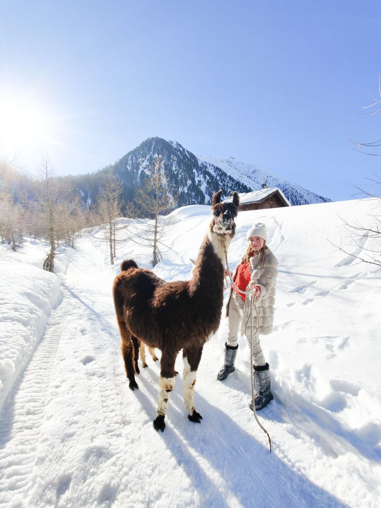 Trekking with lama in Livigno