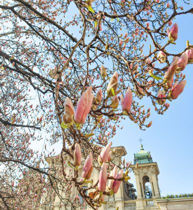 Magnolia blooming Milan