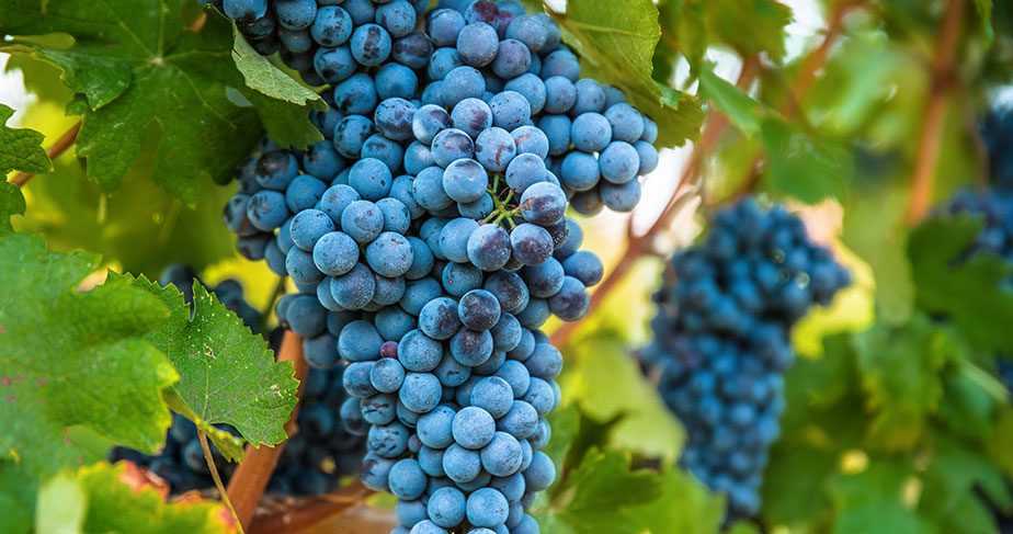 Nebbiolo grape