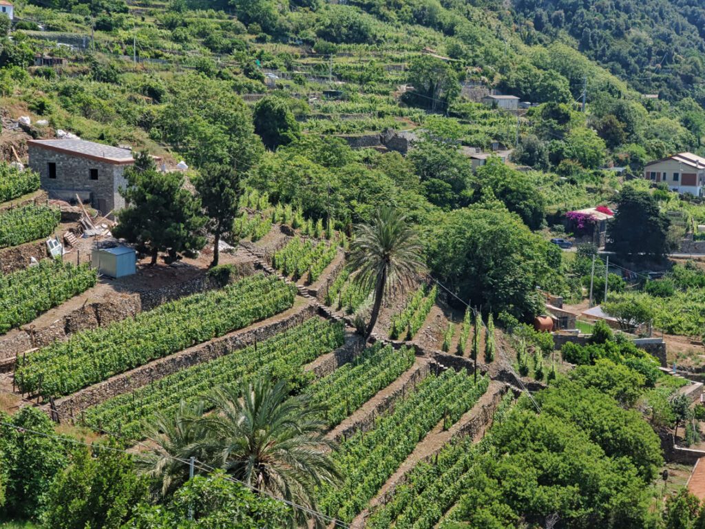 Corniglia wine