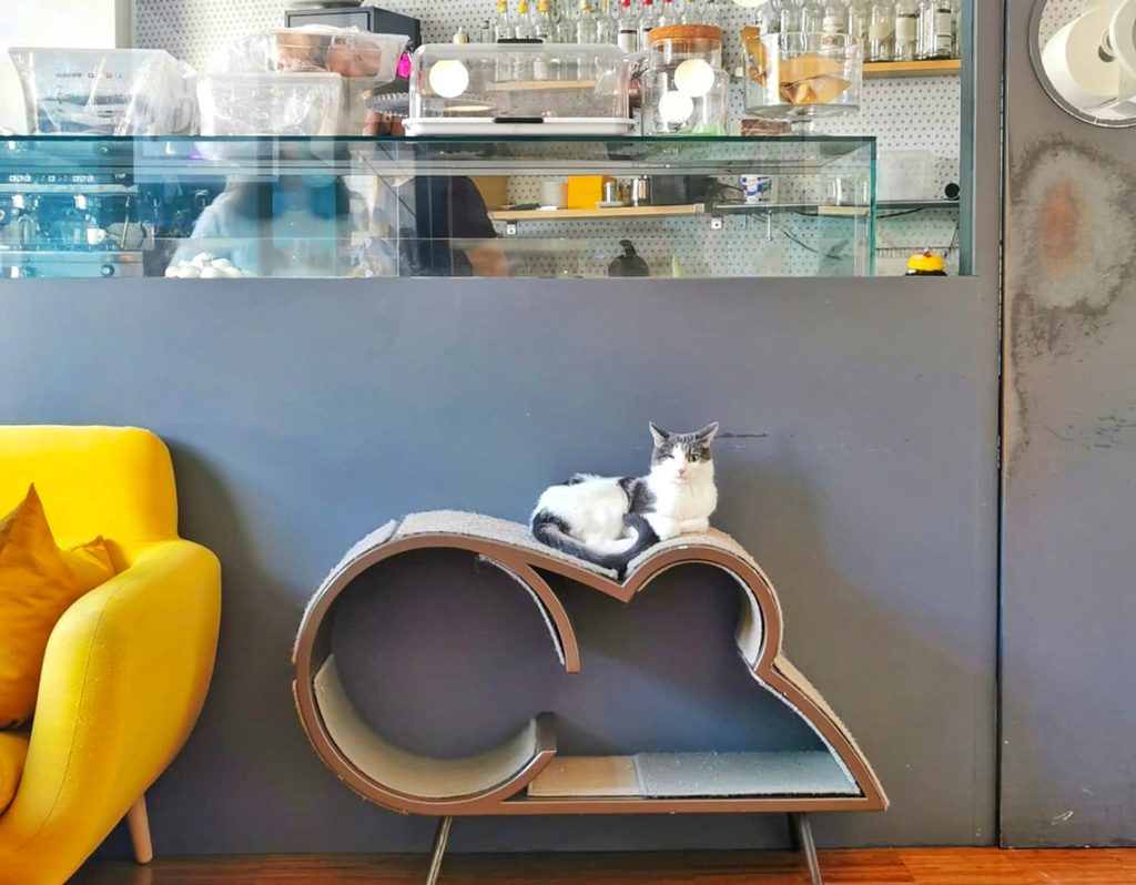 Crazy Cat Cafe Milano