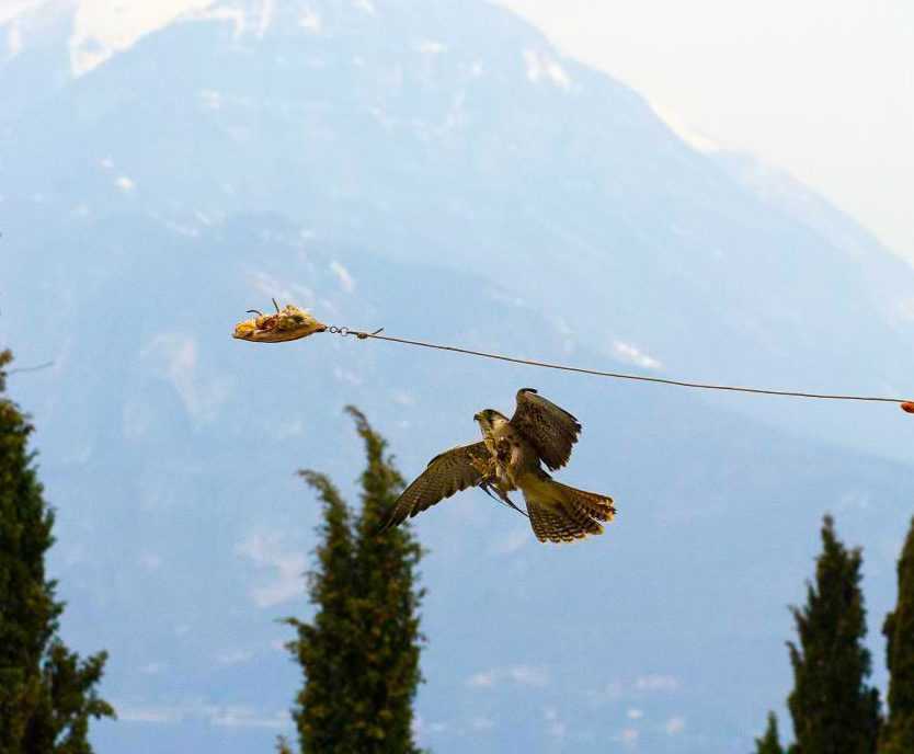 Falconry Vezio Castle