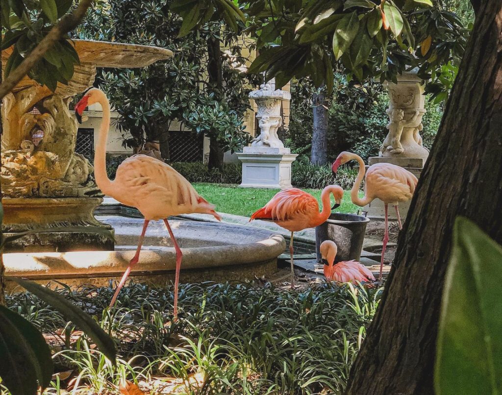 Villa Invernizzi flamingo